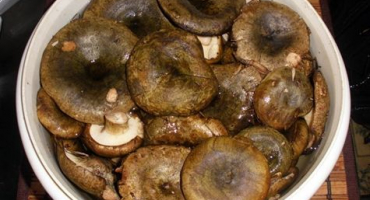 Jak můžete zmrazit mléčné houby na zimu doma